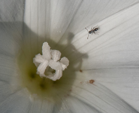 Island Morning Glory with Ant up Close
