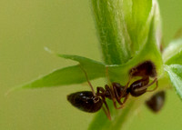 Winter Ant (Prenolepis imaparis)