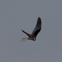Juvenile White-tailed Kite (Elanus leucurus) Hunting