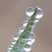 Dewdrop Lenses on Grass Tip