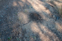 Messor Ant Nest on Jasper Ridge