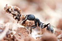 Harvester Ant (Messor andrei) Carrying Something
