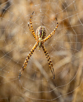 Banded Garden Spider (Argiope trifasciata) in Dew