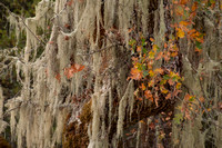 Lace Lichen, Valley Oak Leaves