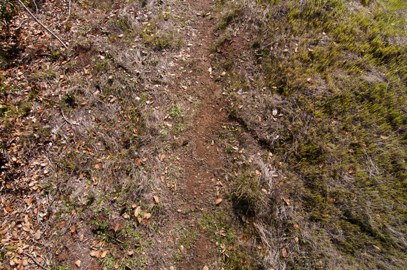 Ant Trail, People Trail