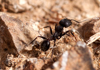 Harvester Ant (Messor andrei)