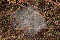 Dew-covered Spiderweb on Ground