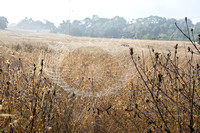 Spider in Dew-bedecked Web