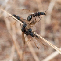 Winged Harvester Ant (Messor andrei) Takes Flight
