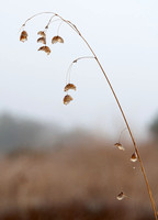 Grass with Dew, against the Sky