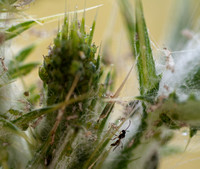 Insects on Thistle