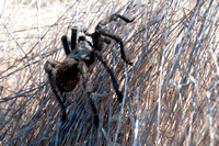 9/15/2010 Tarantula, Spider, & Ants in Grassland
