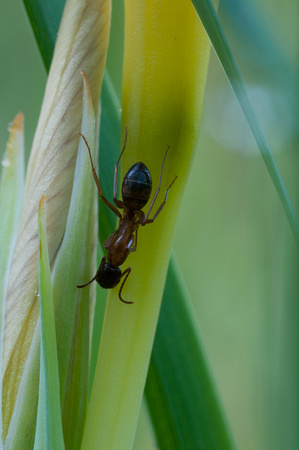 Carpenter Ant (Camponotus sp.) from Above