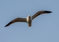 Overhead Gull