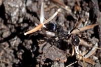 Harvester Ant (Messor andrei) Carries a Seed to the Anthill