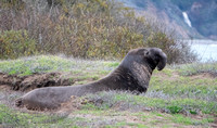 Bull Northern Elephant Seal (Mirounga angustirostris)