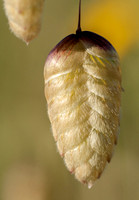 Seed of Rattlesnake Grass (Briza maxima)