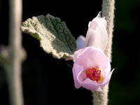 Blossom of Chaparral Mallow (Malacothamnus fasciculatus) (?)