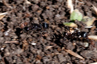 Harvester Ants (Messor andrei) at Jasper Ridge near Escobar Gate