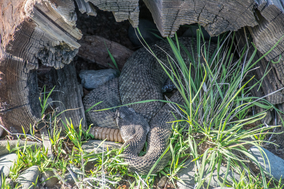 Northern Pacific Rattlesnake (Crotalus oreganus oreganus) at Rest