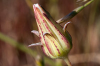 Salsify Bud (Tragopogon sp)