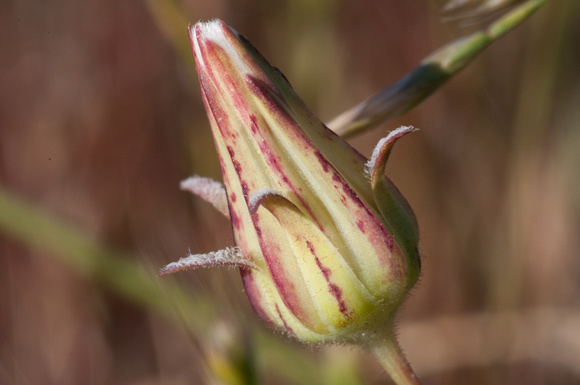 Salsify Bud (Tragopogon sp)