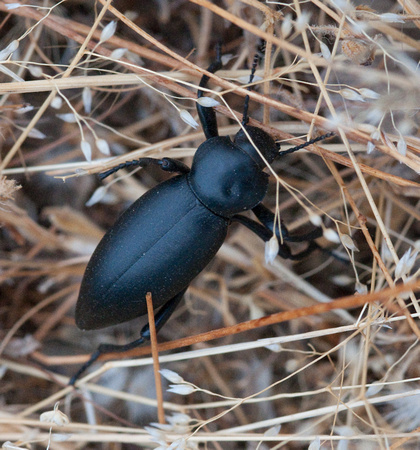 California Broad-necked Darkling Beetle (Coelocnemis californica -- or californicus)
