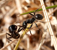 7/16/2010 Macros: Messor Ant Combat; Spider below ground