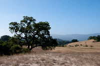 Grassland and Oak
