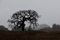 Lonely Oak in the Mist (2)