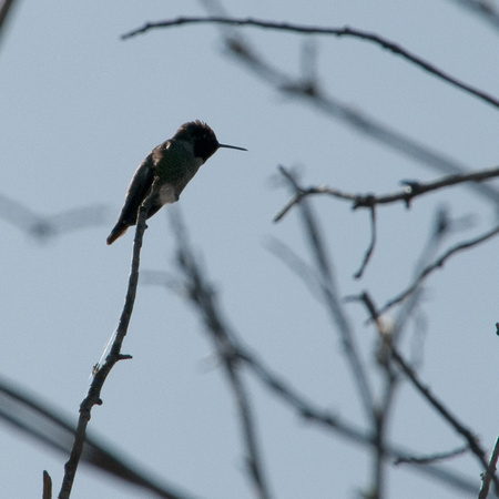 Hummingbird on Perch