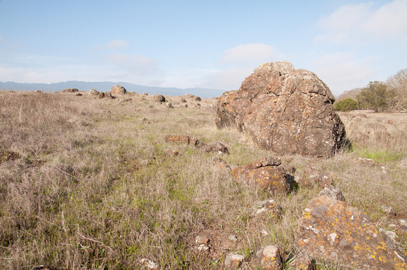 Serpentine Rocks in Grassland