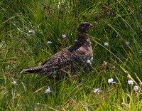 Female Blue Grouse (Dendragapus obscurus) with Flowers
