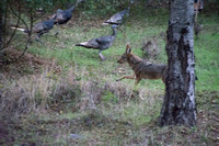 11/28/2014 Coyote Amidst Turkeys