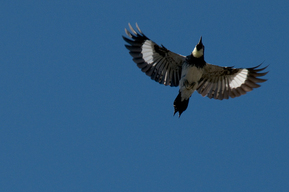 Acorn Woodpecker in Flight (3)