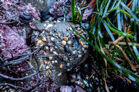Sea Anemone Covered in Pebbles