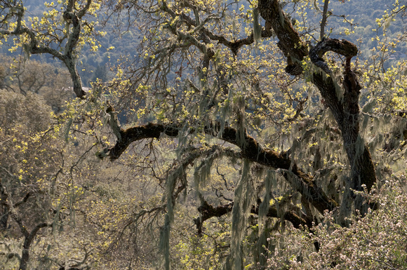 California Lace Lichen -- aka Spanish Moss (Ramalina menziesii) on Valley Oak (Quercus lobata)