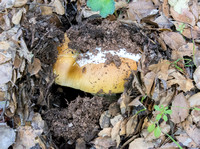 Emerging Mushroom