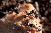 Harvester Ants (Messor Andrei) near the Nest