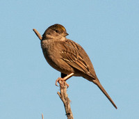 Golden-crowned Sparrow (Zonotrichia atricapilla) ?