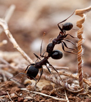 8/13/2010 Messor Ants in Combat & More