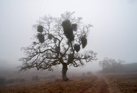 Valley Oak in Fog