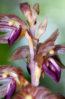 Insects on Coralroot Orchid (Corallorhiza maculata?)