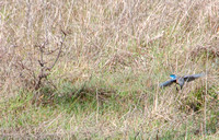 Western Bluebird (Sialia mexicana) Hunting
