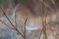 Double Spiderweb in Dew