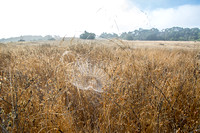 Dew-covered Spiderweb