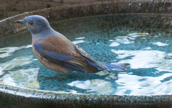 Resting Bluebird