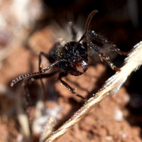 Harvester Ant (Messor andrei) Faces the Camera