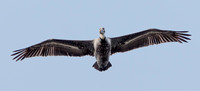 Overhead Pelican
