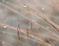 Dewdrops in Grassland